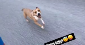 Chien puissant : il réussit à suivre Pogacar en montée à 650 watts
